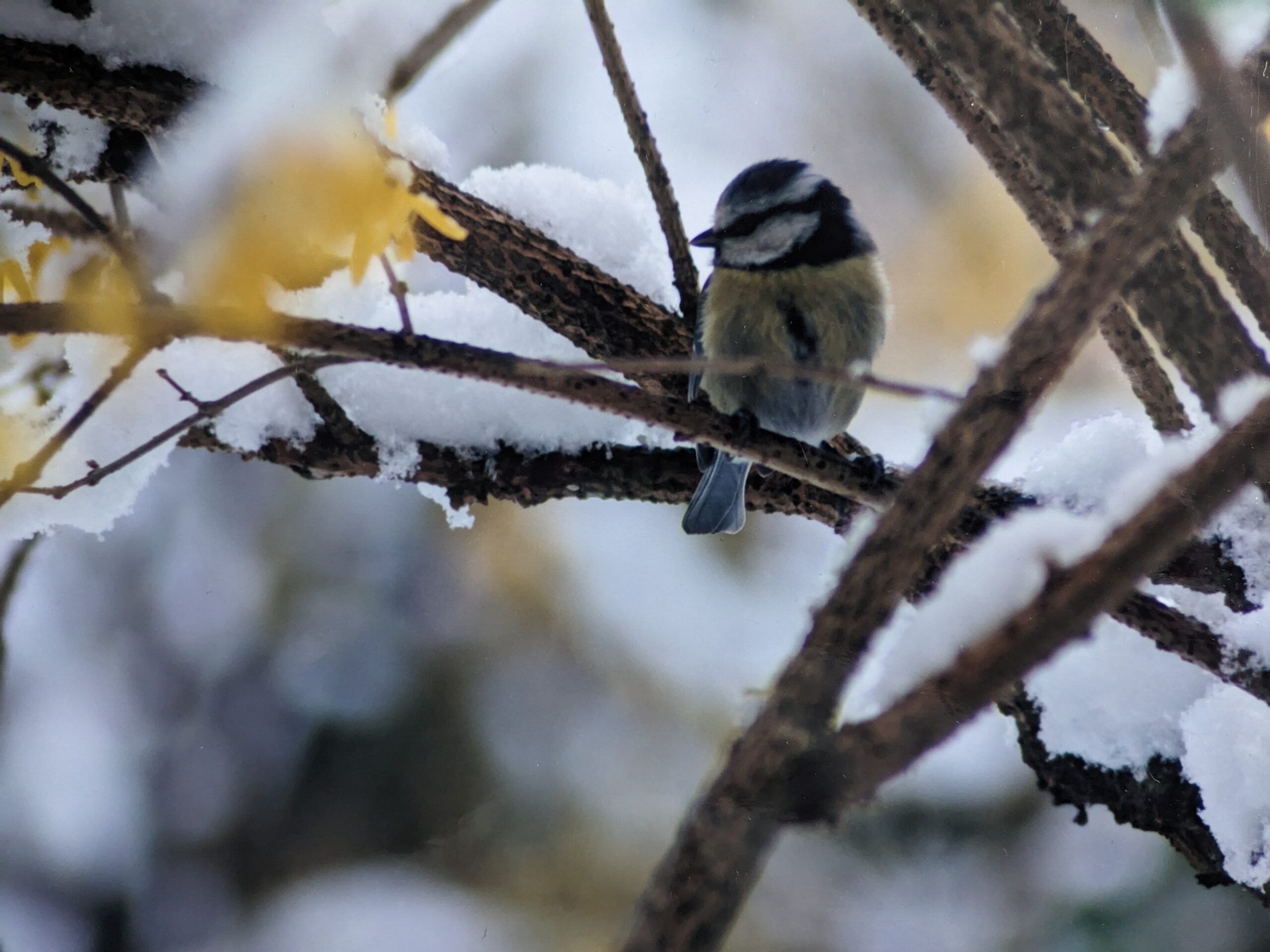 Nourrir les oiseaux des jardins en hiver