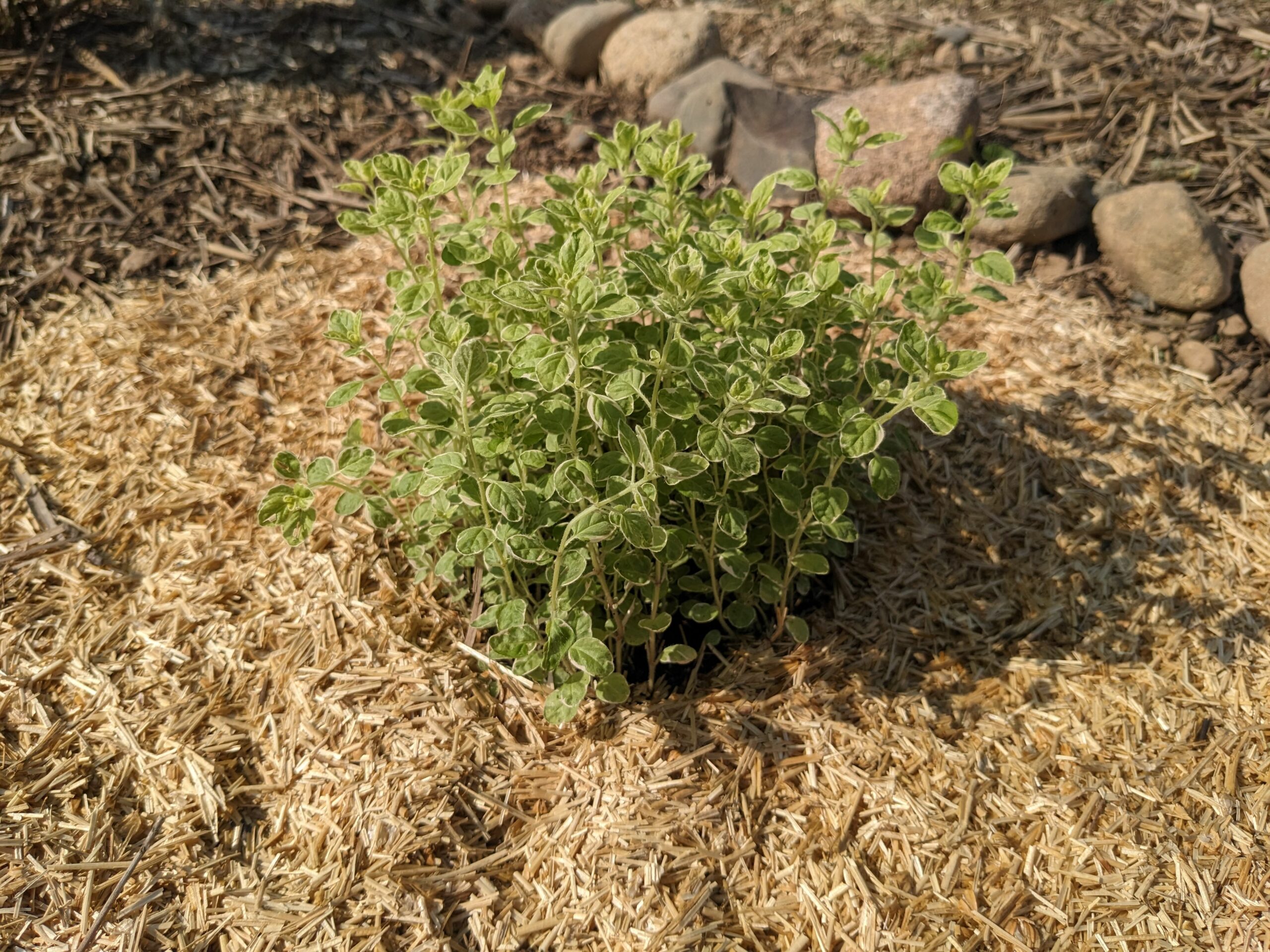 Pailler le sol du jardin