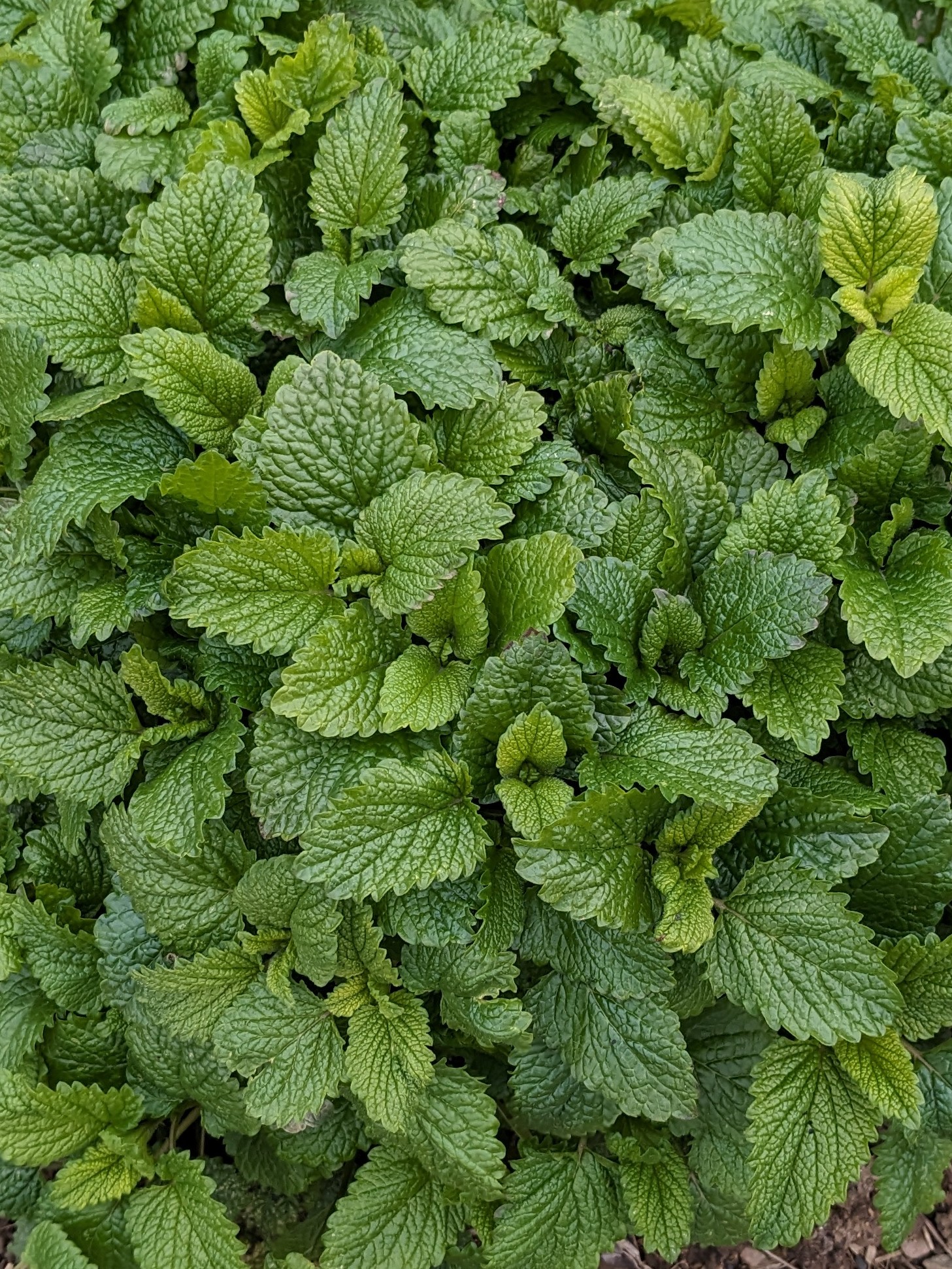 Infusion de Mélisse fraîche