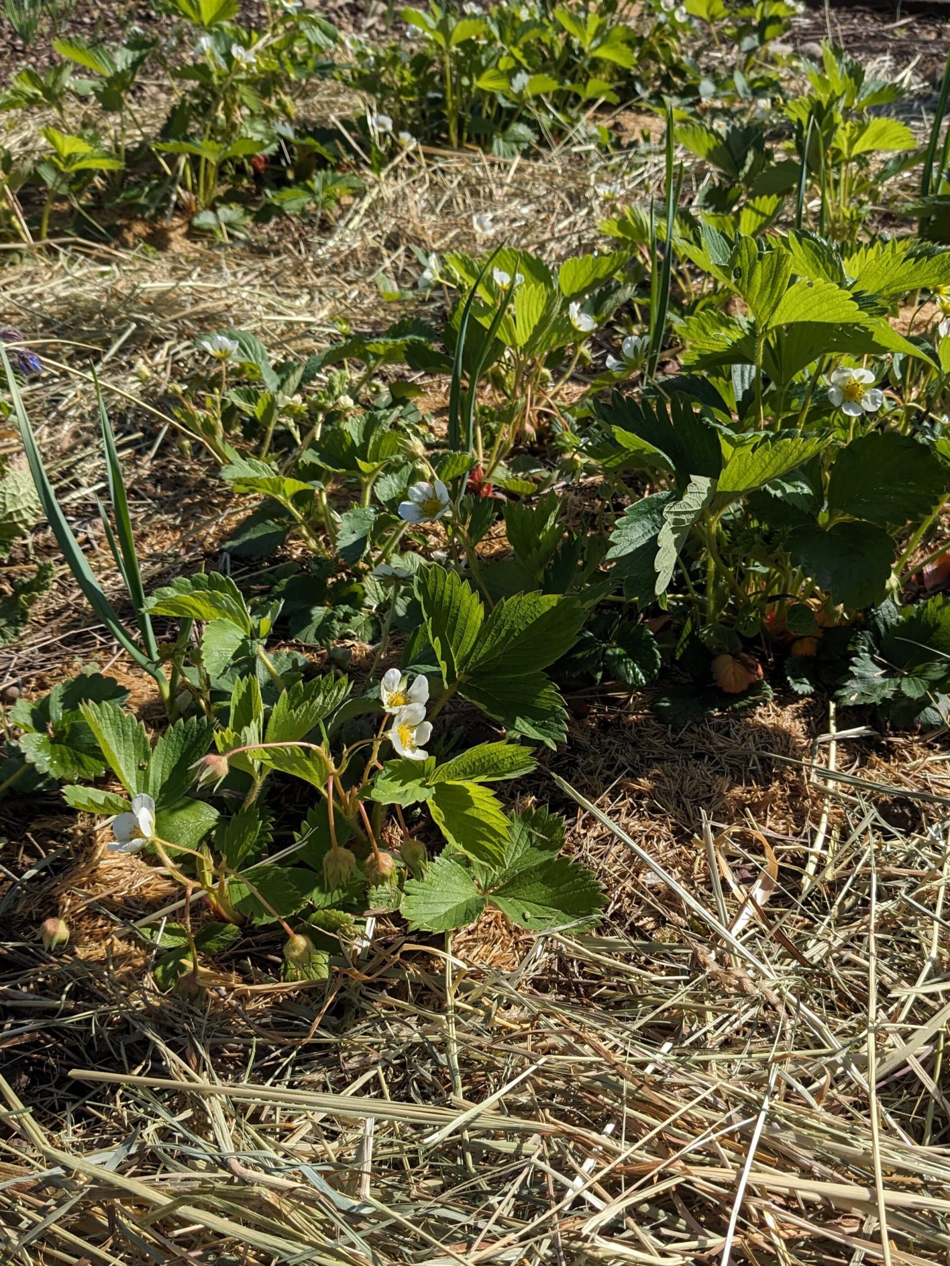 Les bénéfices du foin dans le jardin