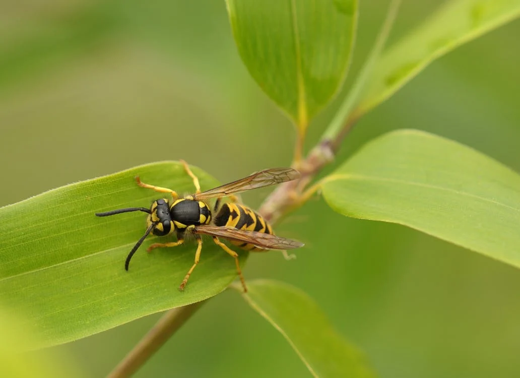 Que faire en cas de présence de nid d’abeilles ou de guêpes?