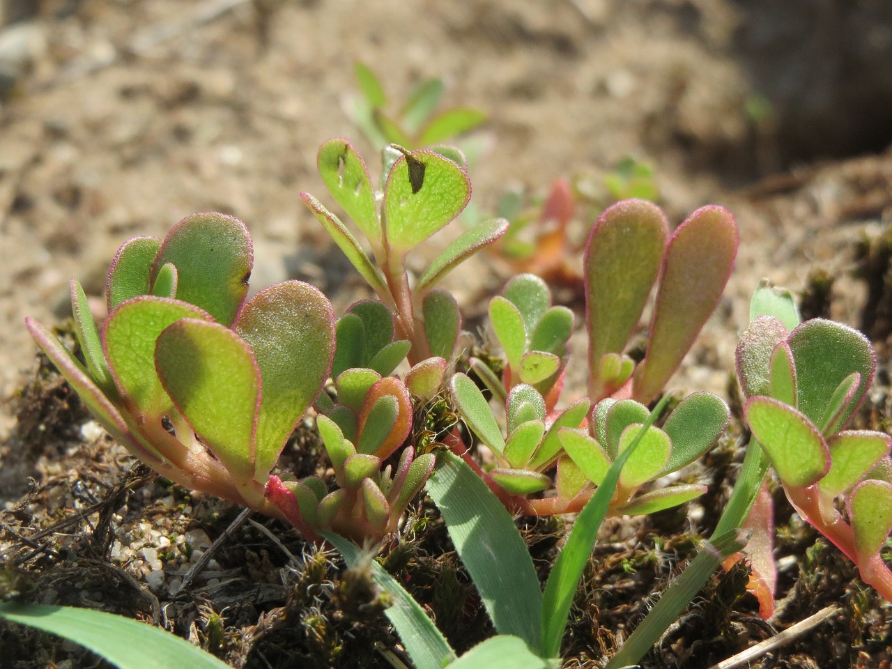 Découvrir les plantes sauvages comestibles : le pourpier