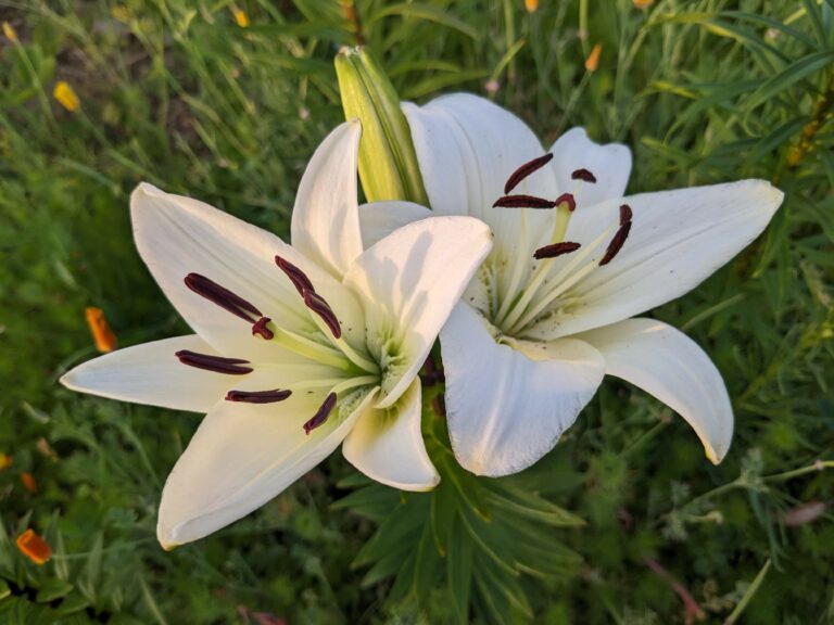 Fleurs de nos jardins