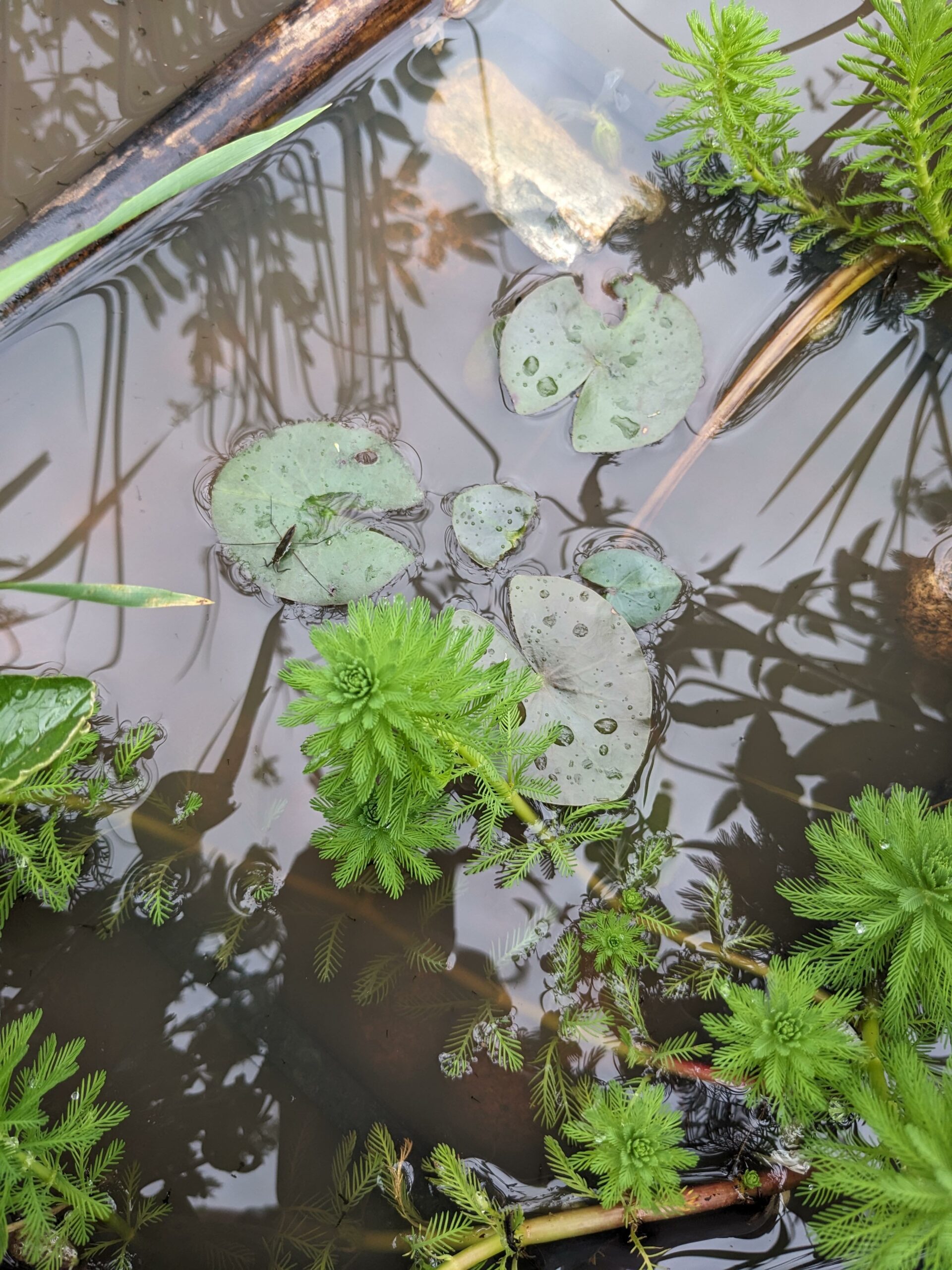 Permaculture : pourquoi créer une mare ou un point d’eau au jardin?