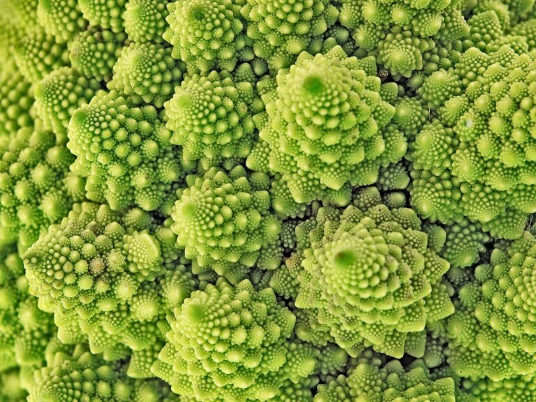 Le chou romanesco : mathématiques et biologie végétale