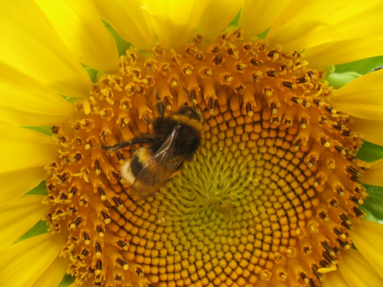 La merveilleuse présence des mathématiques dans la nature