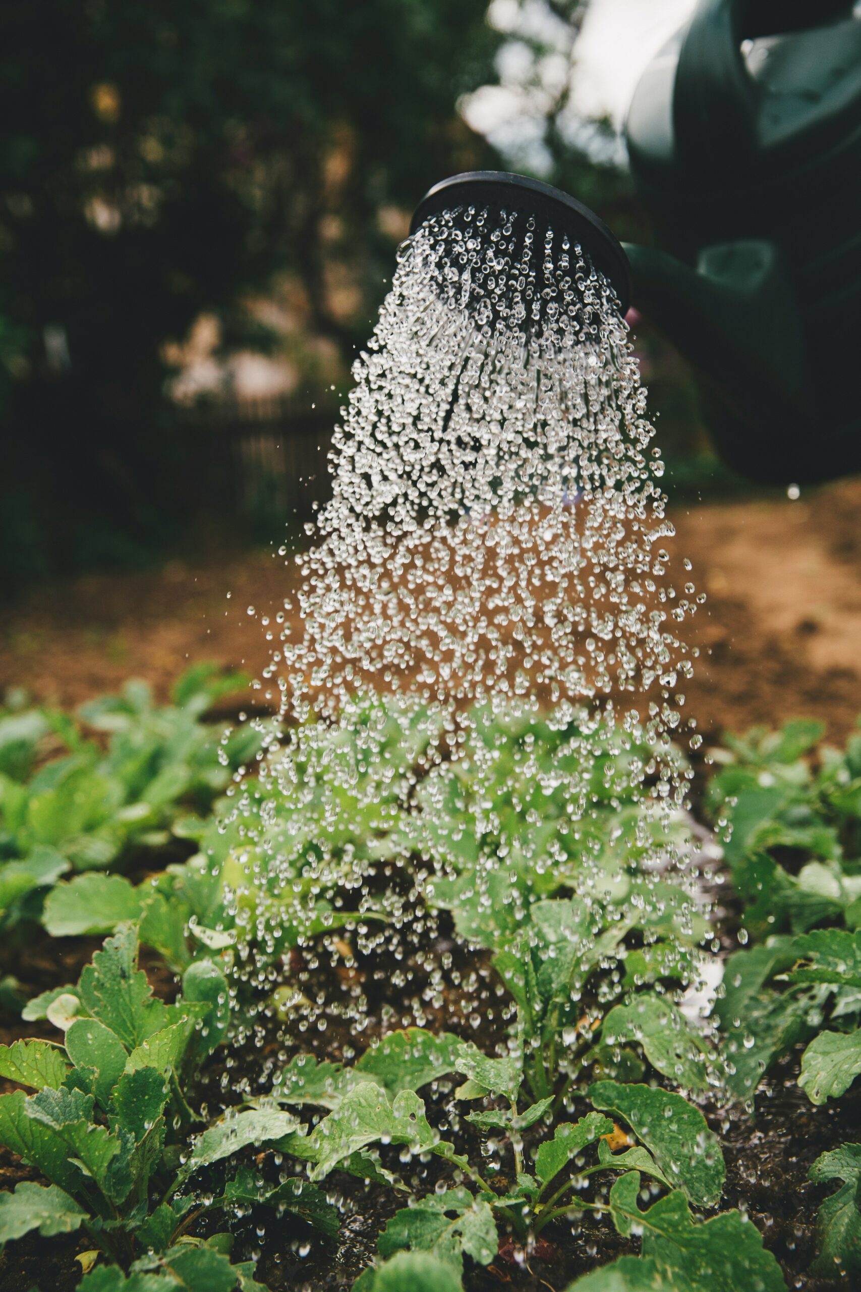 Gestion de l’eau dans les jardins familiaux
