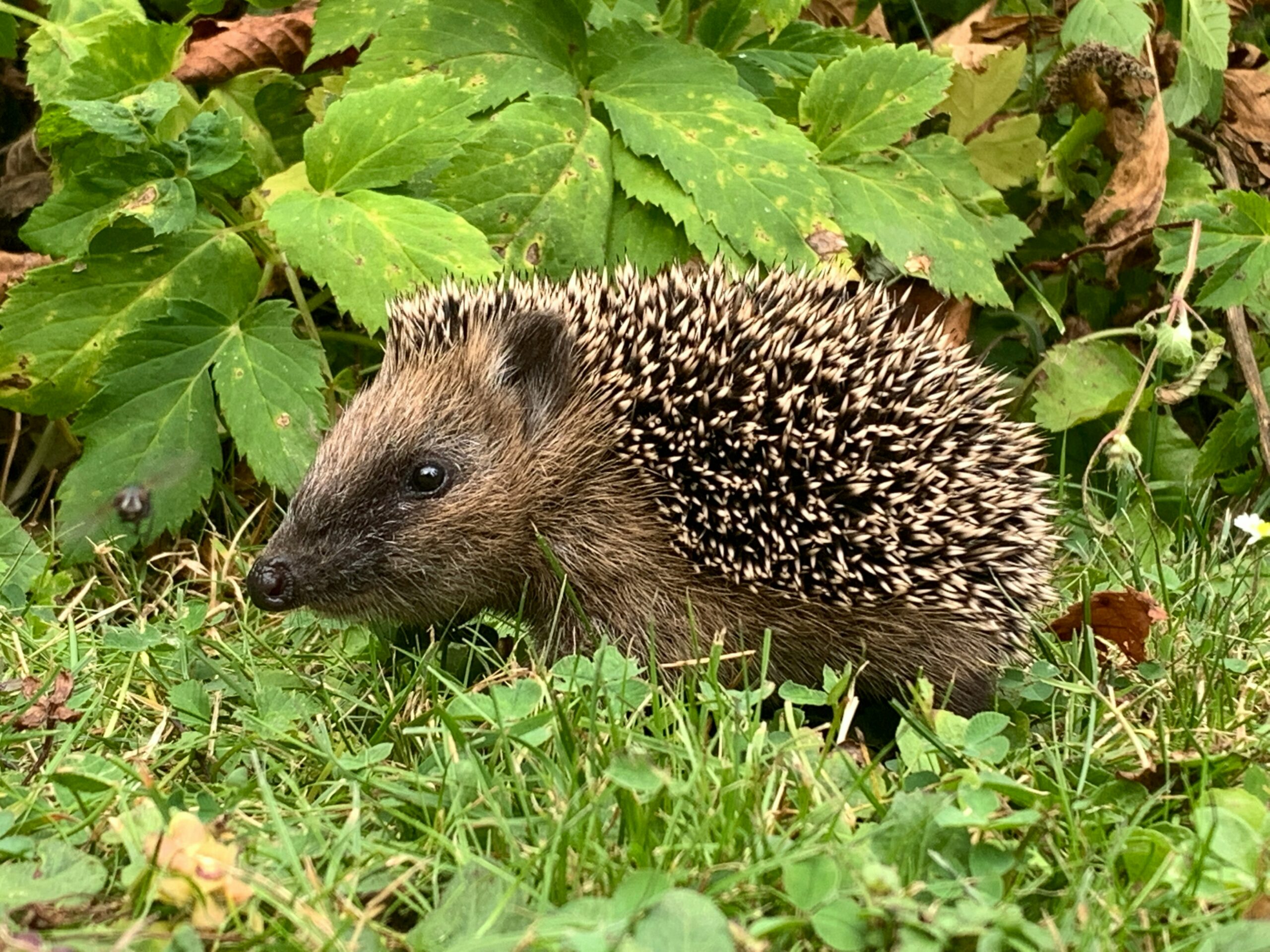 Protéger le hérisson dans nos jardins