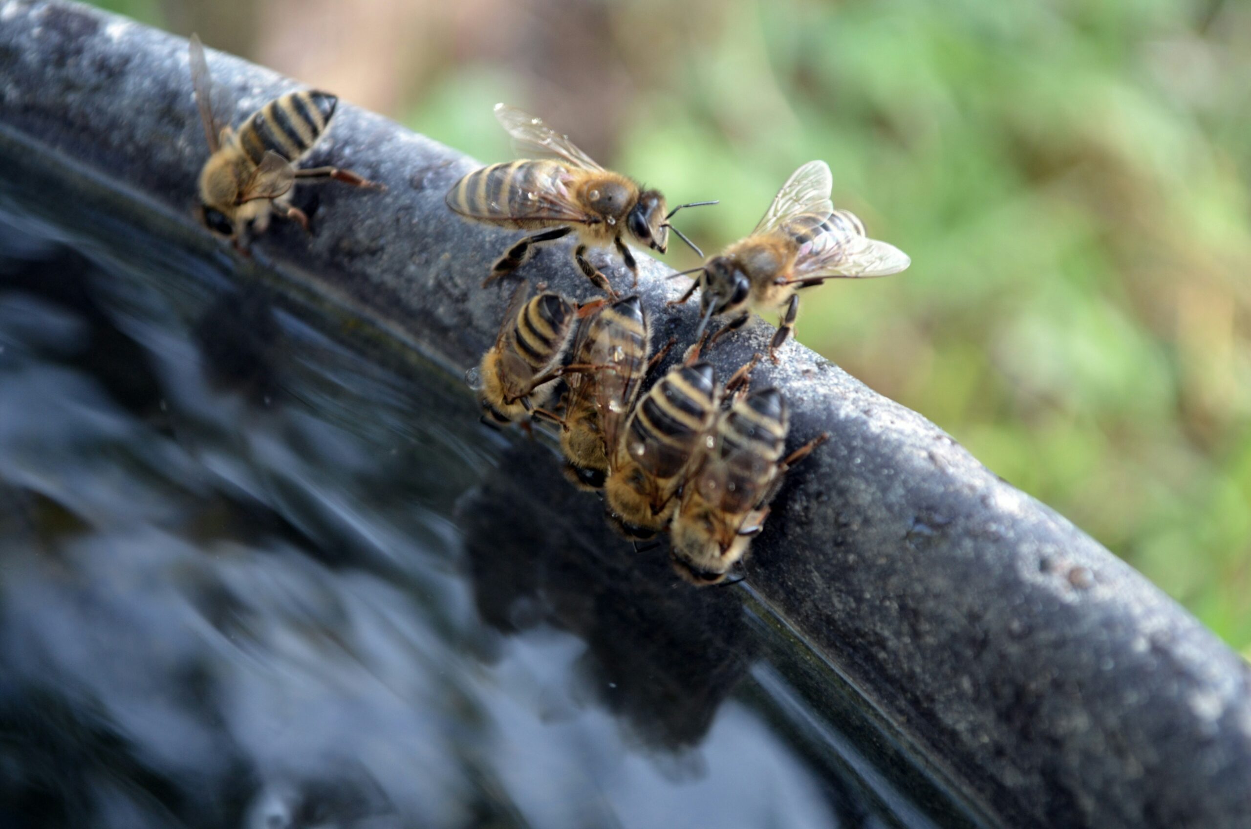 Aider les oiseaux et les insectes pendant les épisodes de fortes chaleurs
