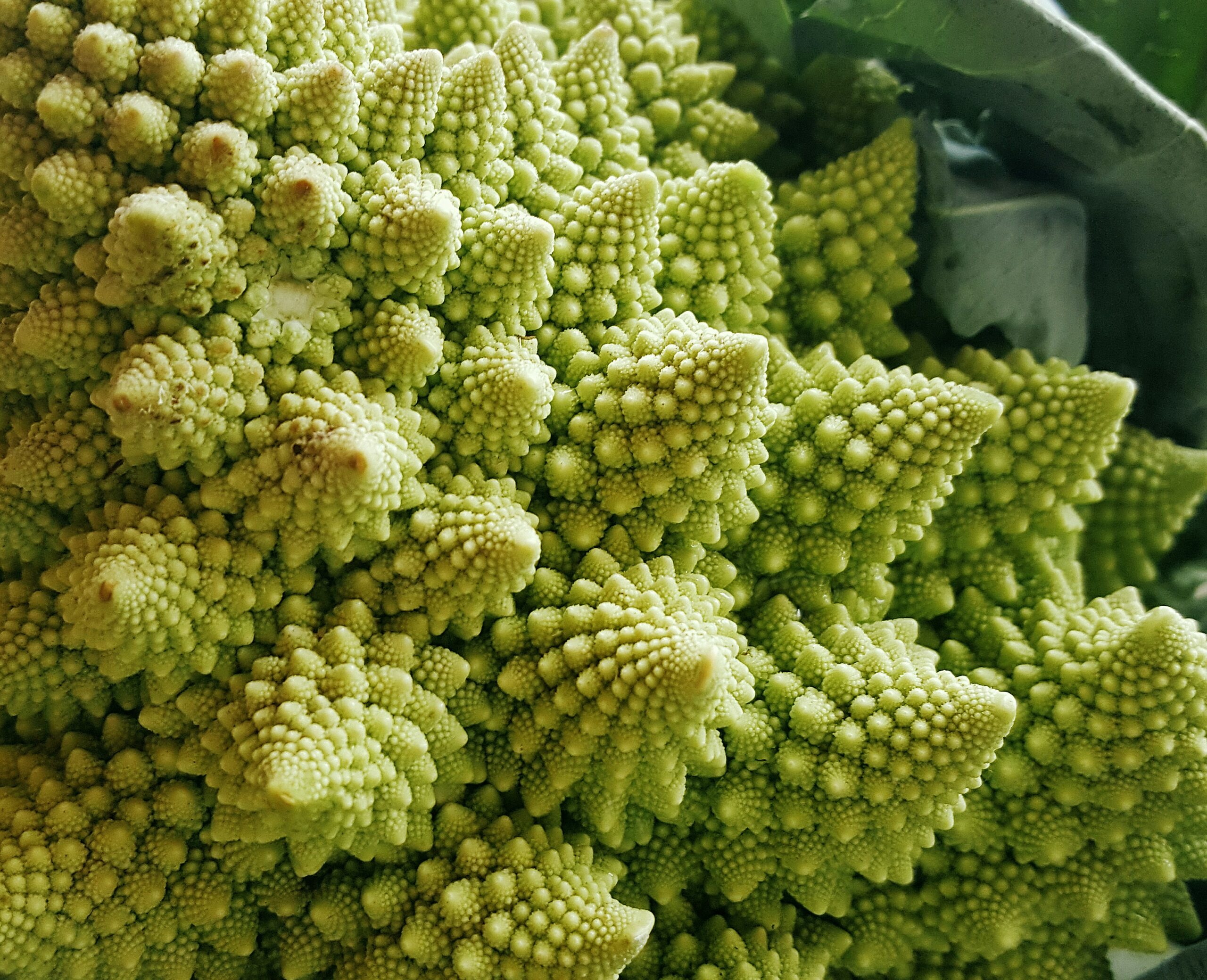 Le chou romanesco : mathématiques et biologie végétale